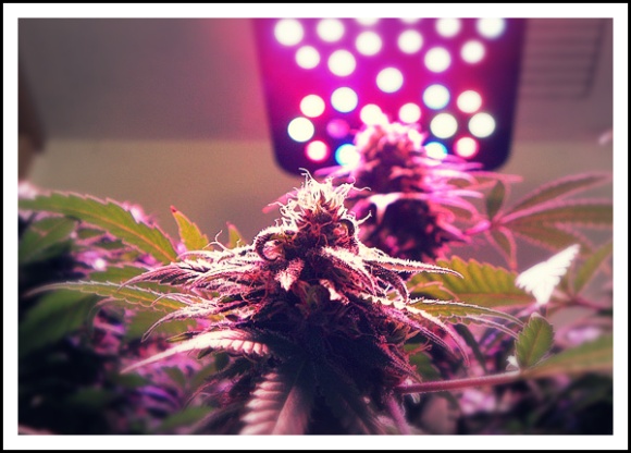 growing marijuana lights